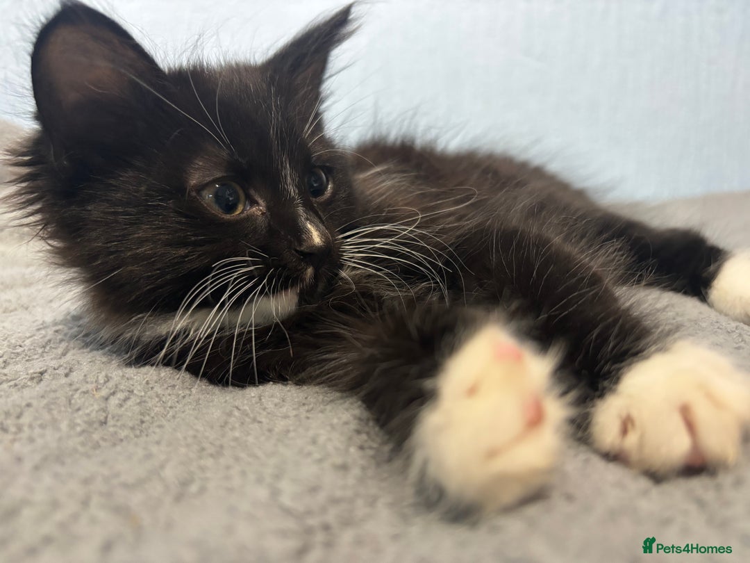 Mixed Breed cats for sale: 🖤🐱Kittens - Only 2 boys left! (Ready now)🐱🖤 in Bridgend - Image 5