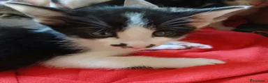 Agatha