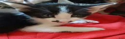 Mixed Breed cats for sale: Siamese x kittens - Advert 16