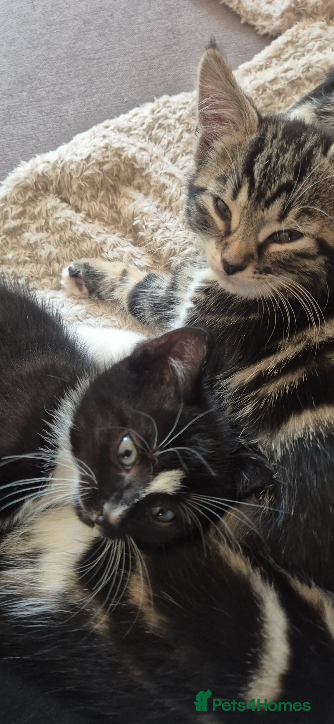 Mixed Breed cats for sale: Beautiful litter trained kittens in Coventry - Advert 2