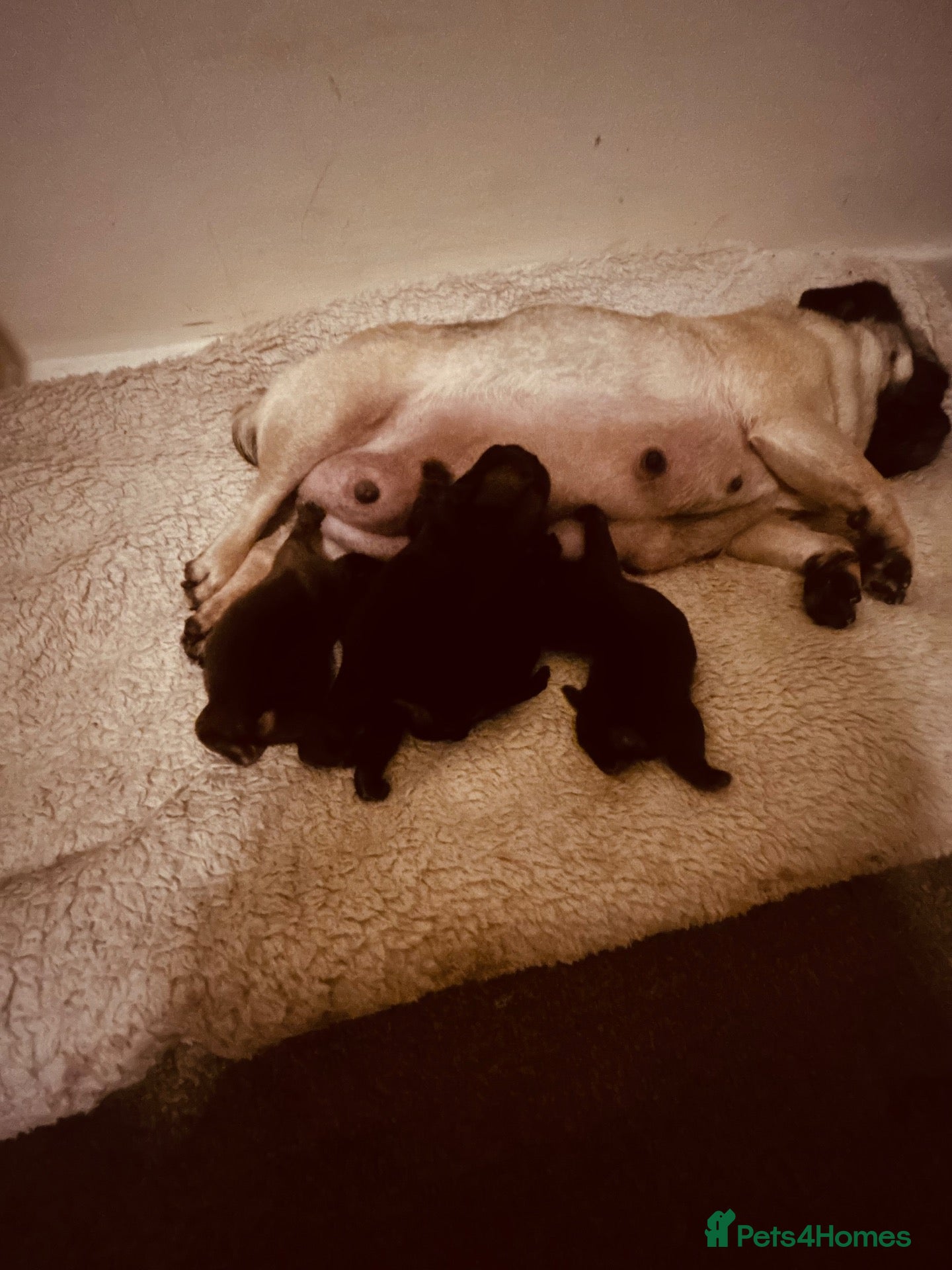 Pug dogs Fluffy miniature pugs  - Advert 3