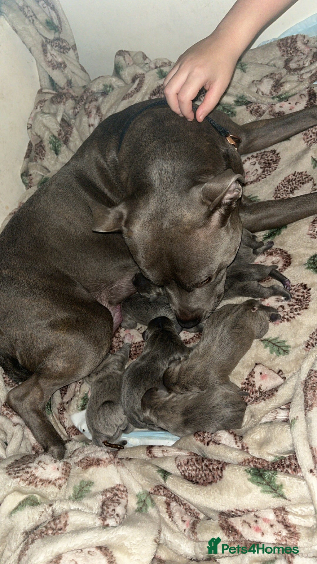 Staffordshire Bull Terrier dogs for sale: Blue Staffordshire bull terriers - Advert 5