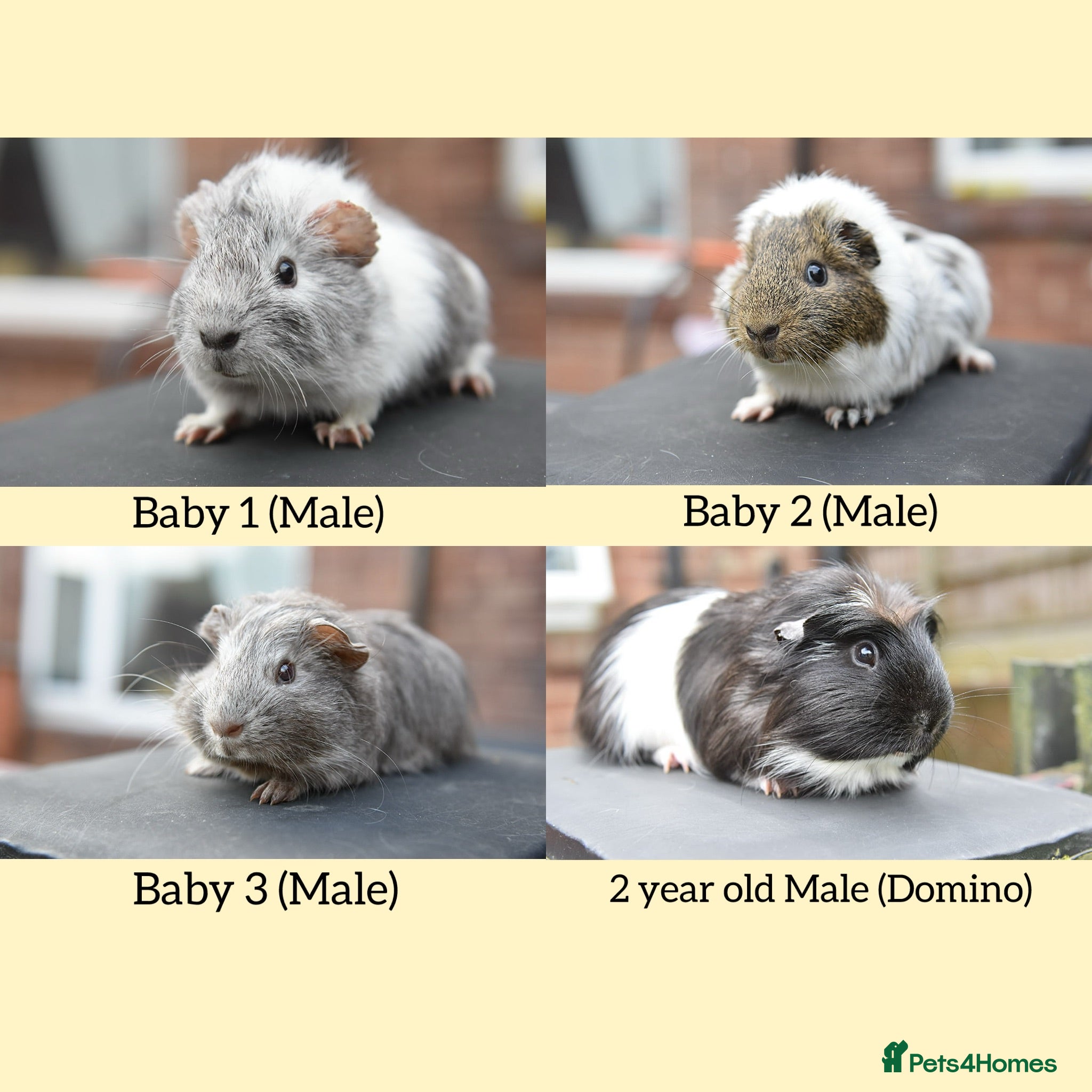 Guinea Pig rodents Guinea Pigs Looking For New Homes - Advert 1