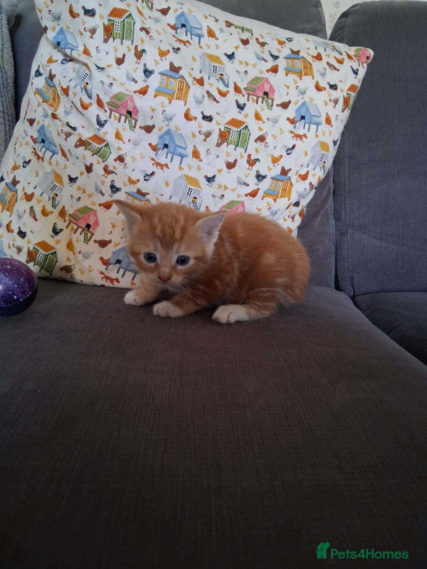 Mixed Breed cats Beautiful mixed colour/price kittens - Advert 15