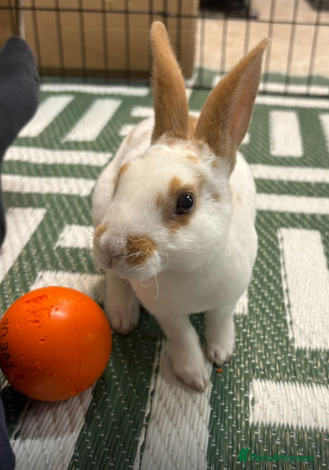 Mixed Breed rabbits for sale: 2 healthy, young rabbits for rehoming - Advert 2