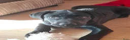 Labrador Retriever dogs for sale: Beautiful Black Labrador Pups - Advert 1