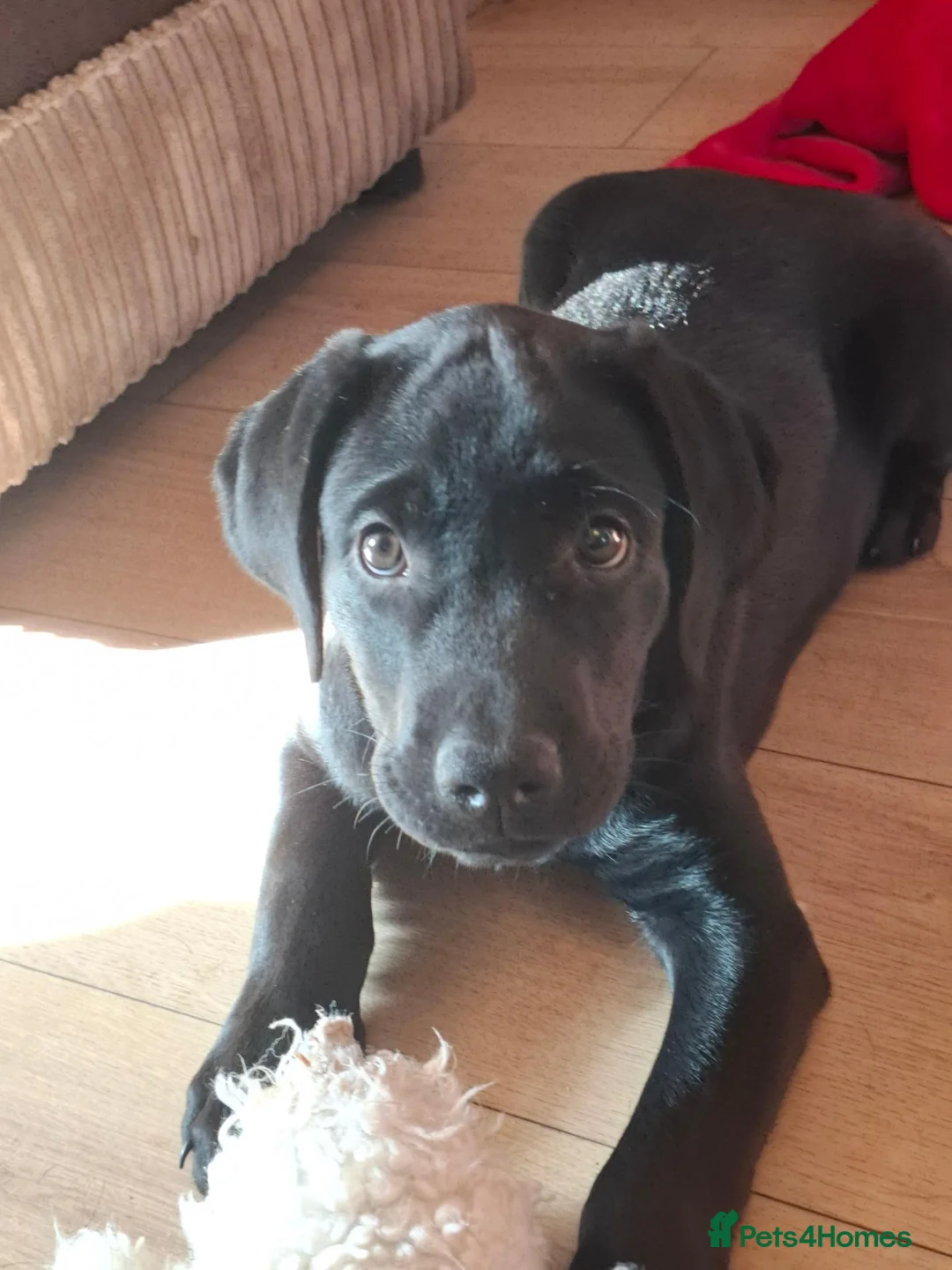 Labrador Retriever dogs for sale: Beautiful Black Labrador Pups - Advert 1