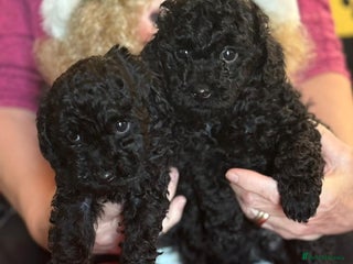 Toy Poodle dogs KC Registered Toy Poodles, Last two remaining ! - Advert 1
