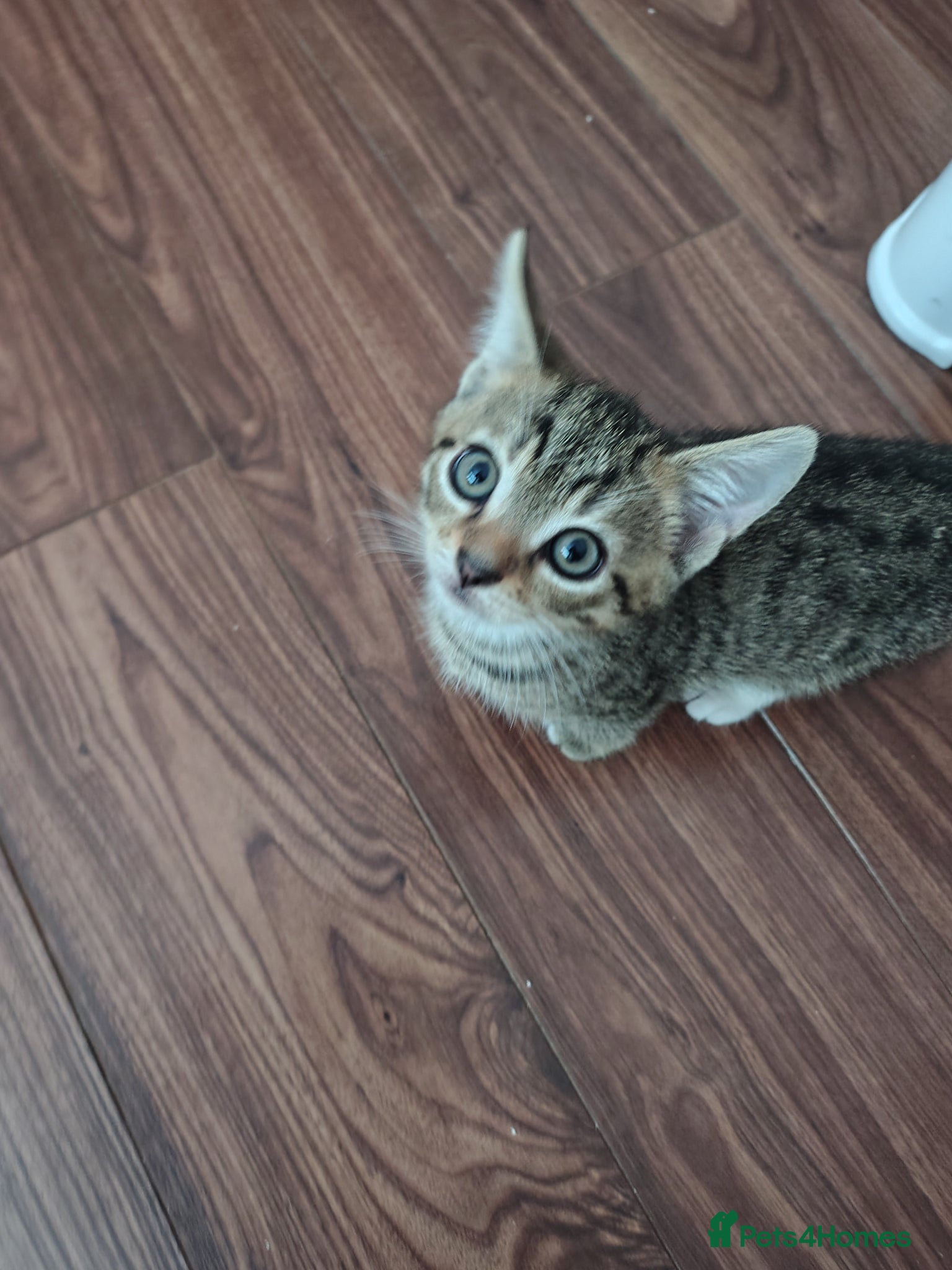 Mixed Breed cats for sale: Lovely tabby kitten ready to find his forever home - Advert 3