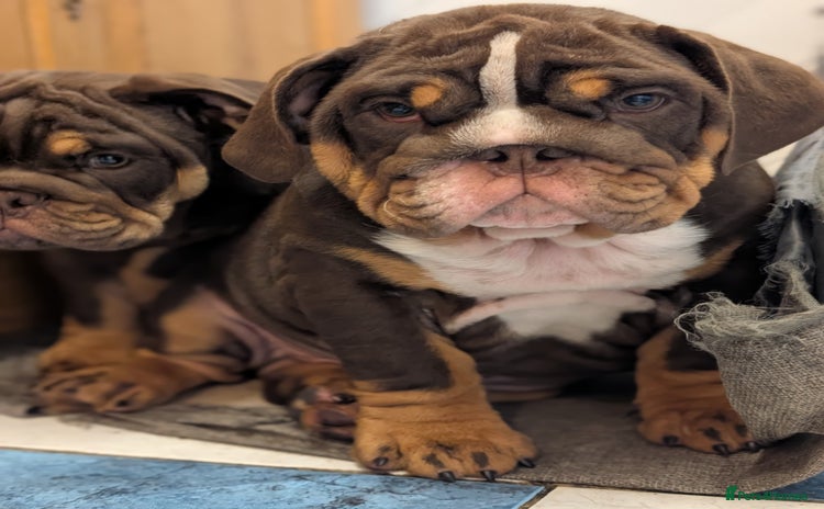 English Bulldog dogs - Advert 1