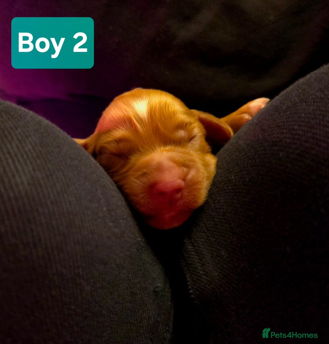 Cocker Spaniel dogs for sale: Stunning KC reg red working cocker pups - Advert 11