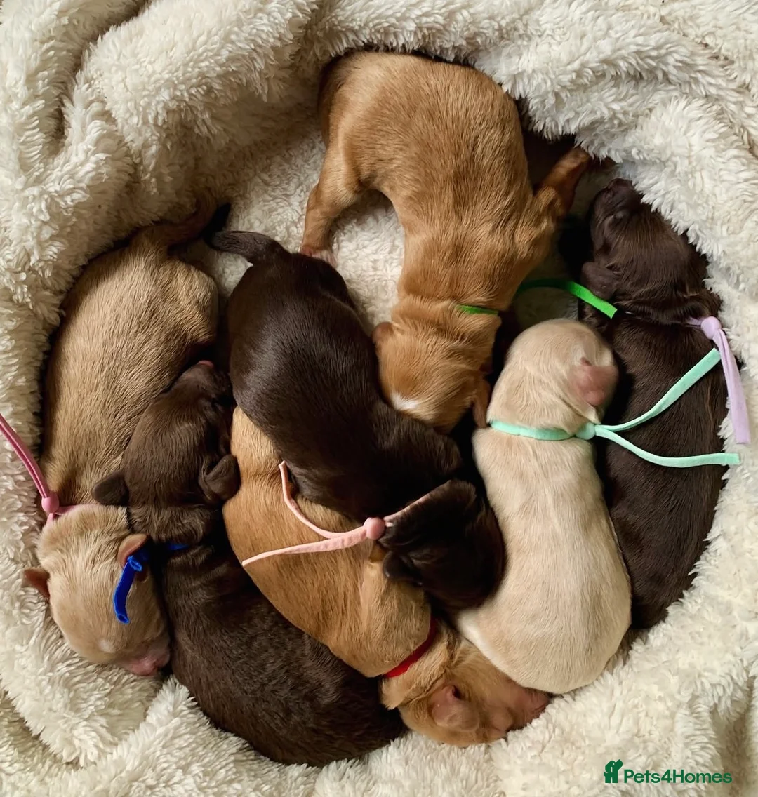 Cockapoo dogs for sale: Cockapoos Due 11th February- Waiting List Open - Advert 1