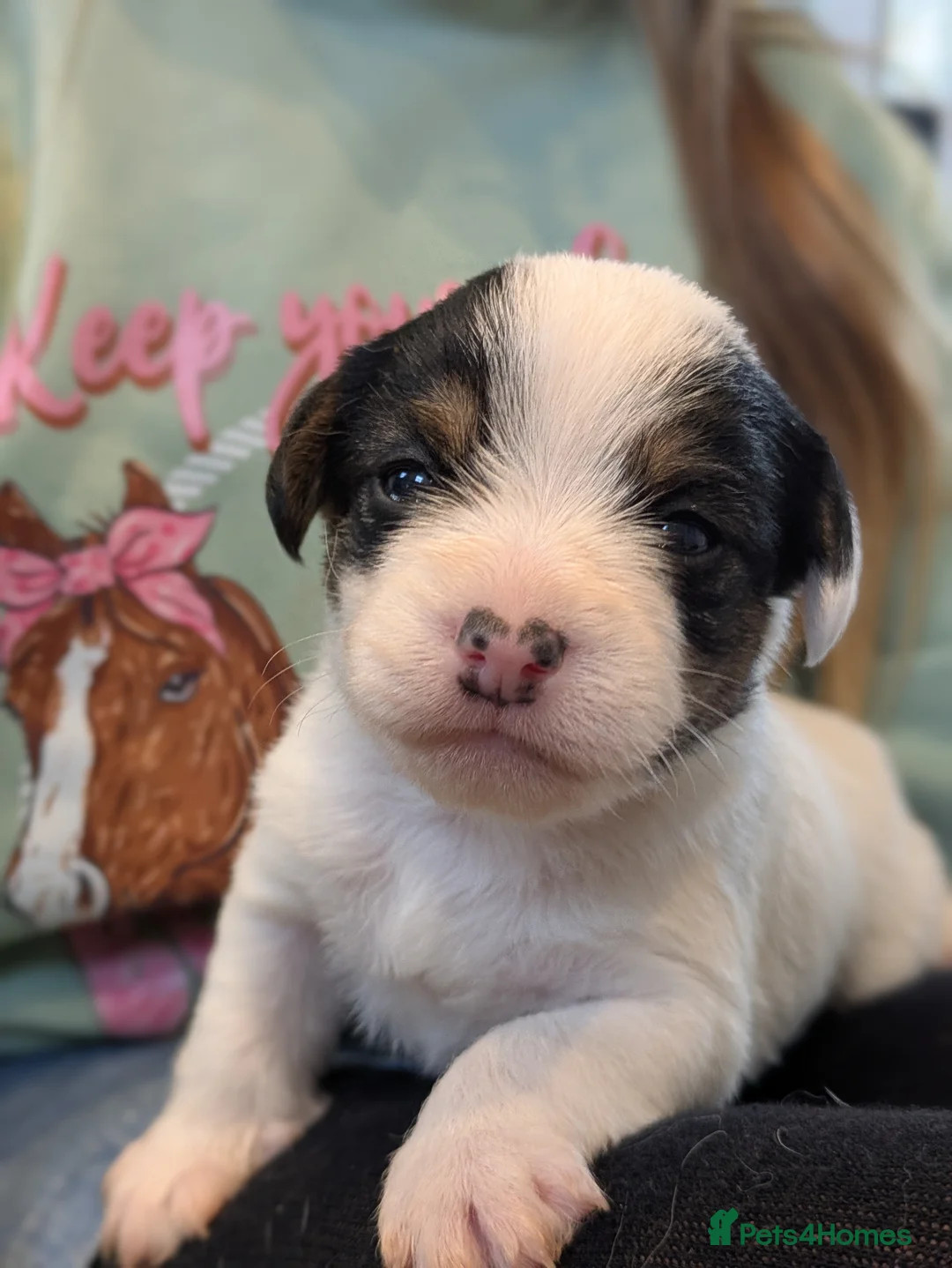 Jack Russell dogs for sale: Jack Russell Puppies - Advert 7