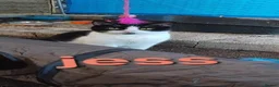 British Shorthair cats for sale: Cat/kittens - Advert 5