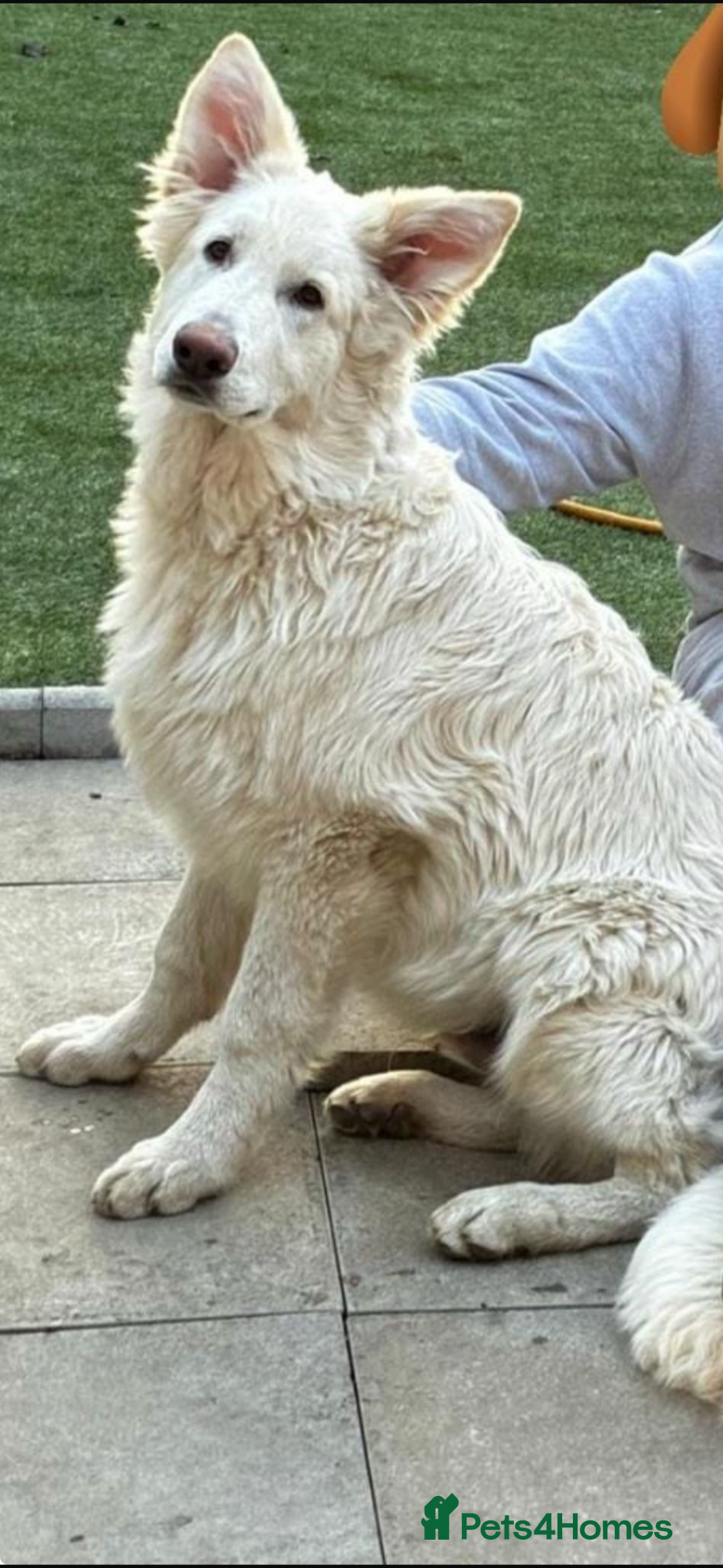 German Shepherd dogs German Shepherd Puppy - Advert 1