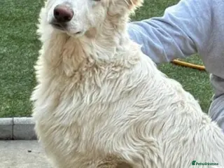 German Shepherd dogs German Shepherd Puppy - Advert 7