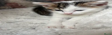 Male kitten 3
