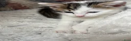 Domestic Shorthair cats for sale: 7 Bundles of fur 🤍🐾 - Advert 13