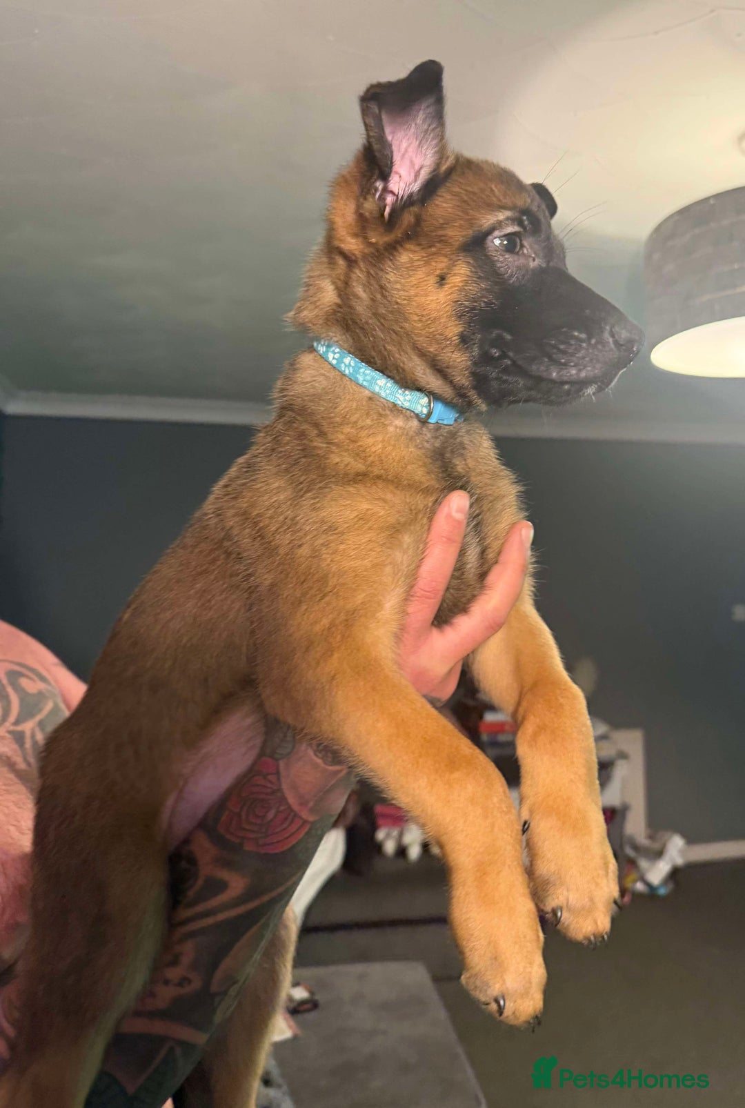 Belgian Shepherd Dog dogs for sale: 2 male puppies  - Advert 1