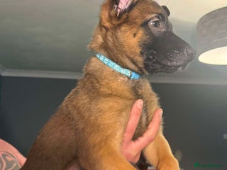 Belgian Shepherd Dog dogs 2 male puppies - Advert 8