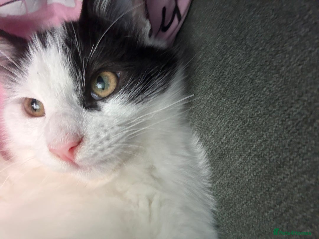 Mixed Breed cats for sale: 2 kittens  - Image 2