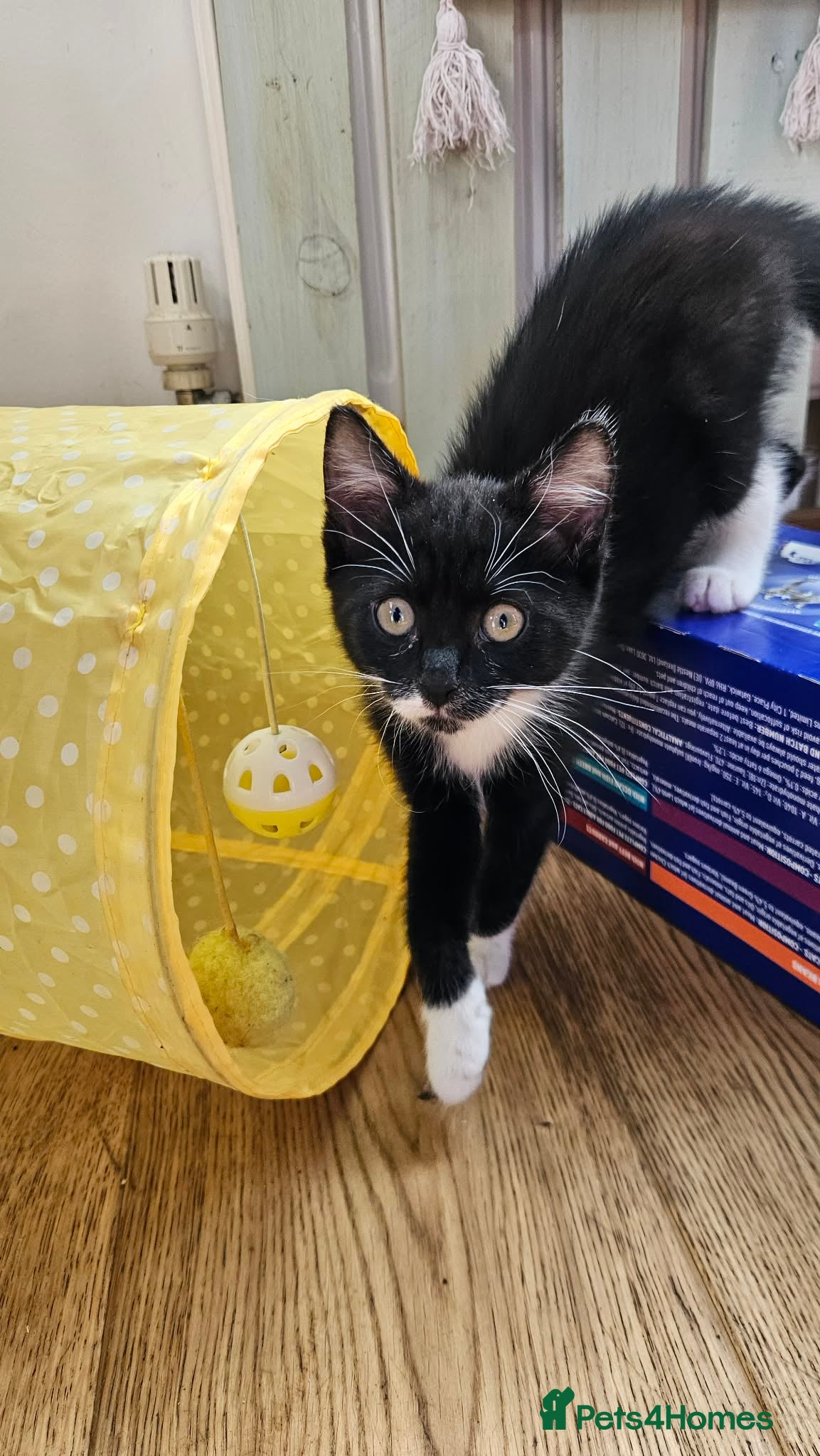 Mixed Breed cats 3 Beautiful Female Kittens for Sale - Advert 2