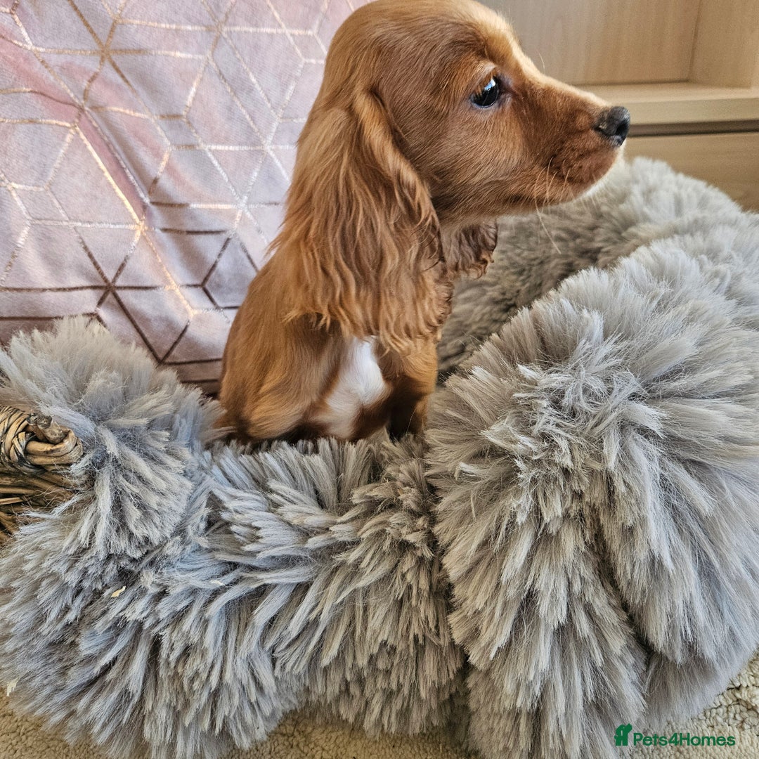 Cocker Spaniel dogs for sale: Stunning mix of working type cocker spaniels  - Advert 14