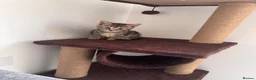 Mixed Breed cats for sale: Female mixed breed  - Advert 5