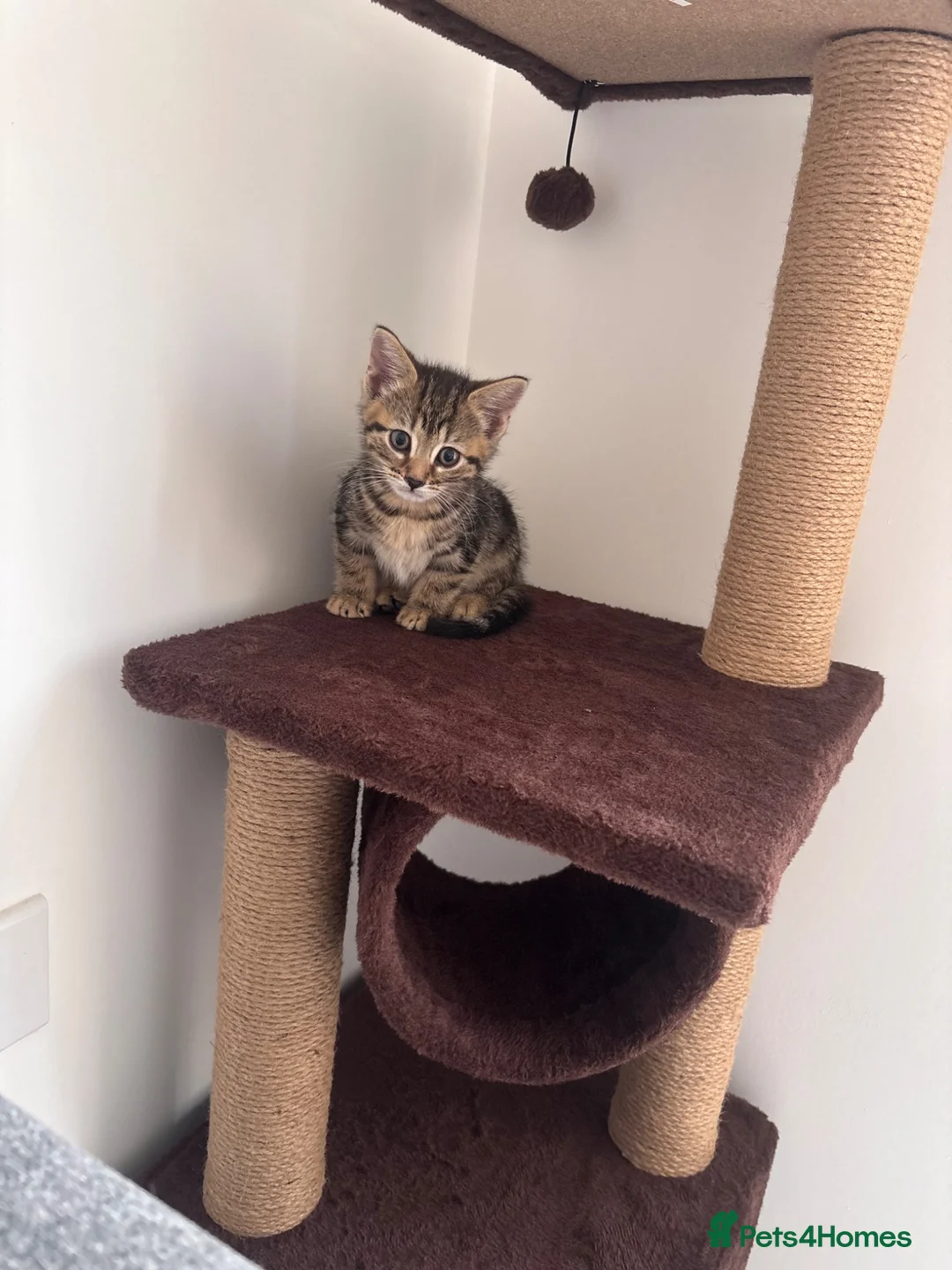 Mixed Breed cats for sale: Female mixed breed  - Advert 5