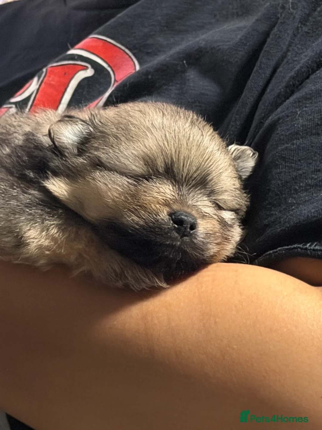 Pomeranian dogs for sale: Pomeranian puppies  - Advert 2