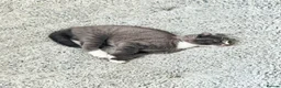 Mixed Breed cats for sale: Stunning Charcoal Mackrel Stripe Female Kitten  - Advert 2