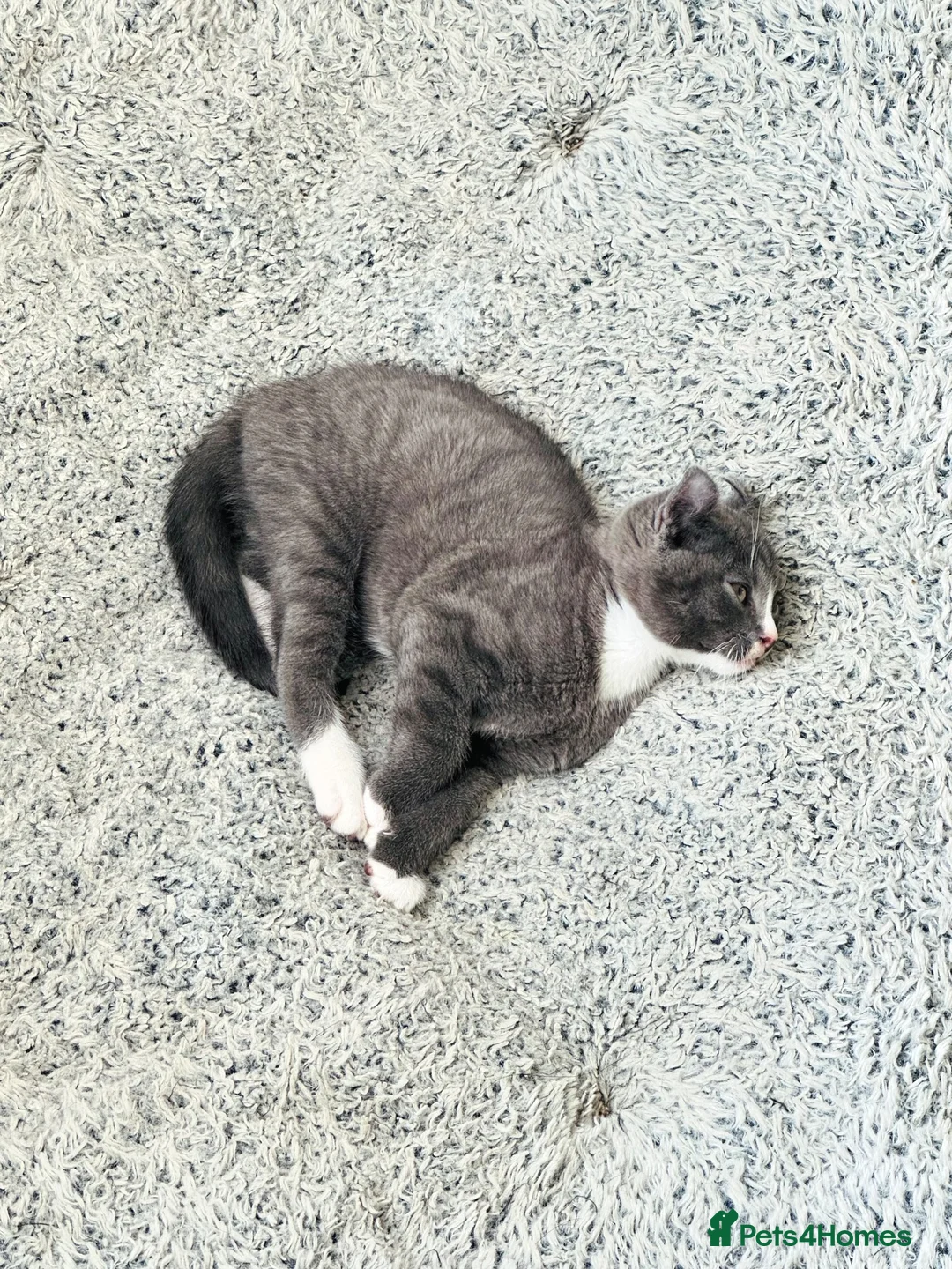 Mixed Breed cats for sale: Stunning Charcoal Mackrel Stripe Female Kitten  - Advert 2