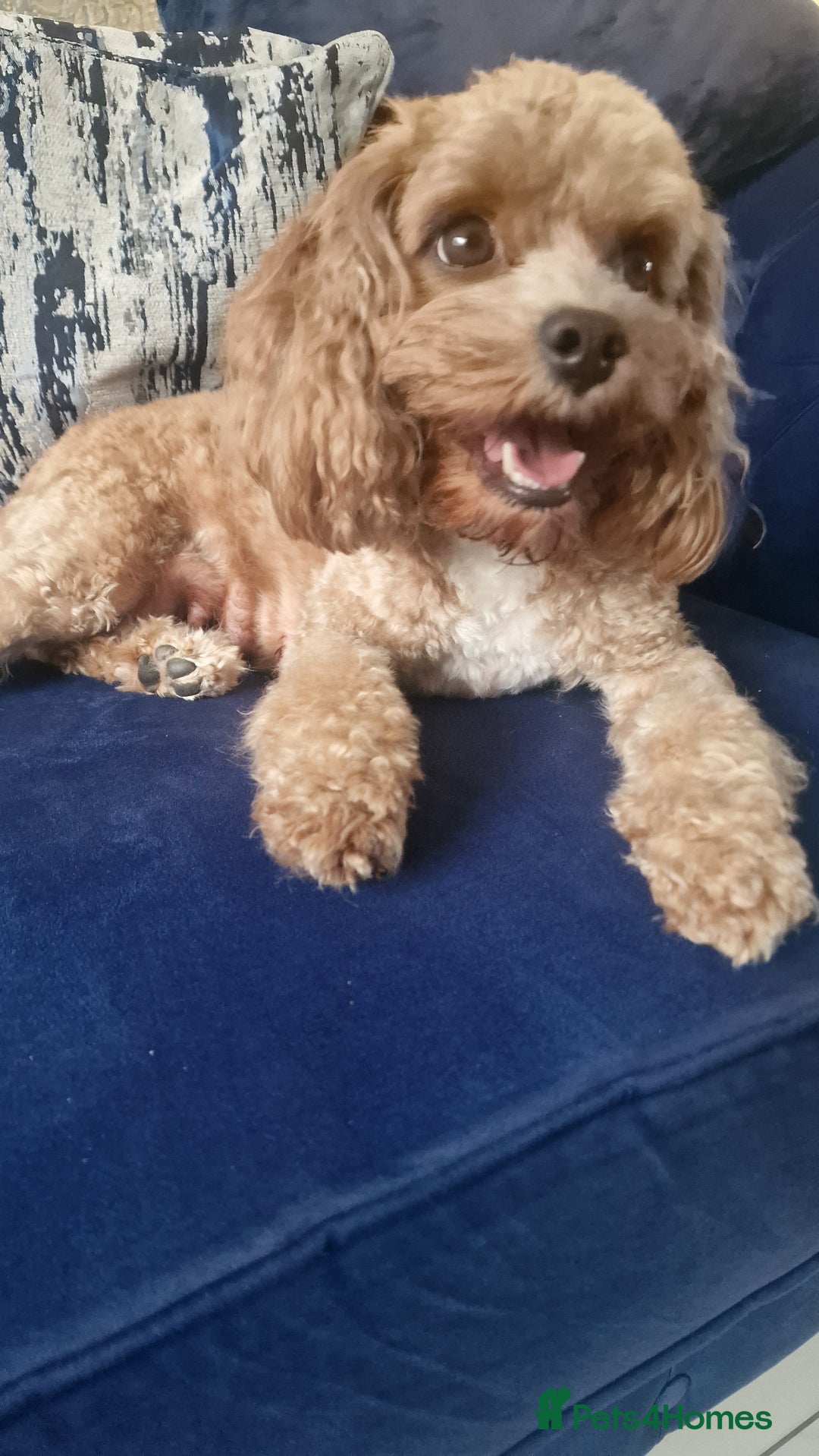 Cavapoo dogs for sale: Cavapoo f1b - Image 7