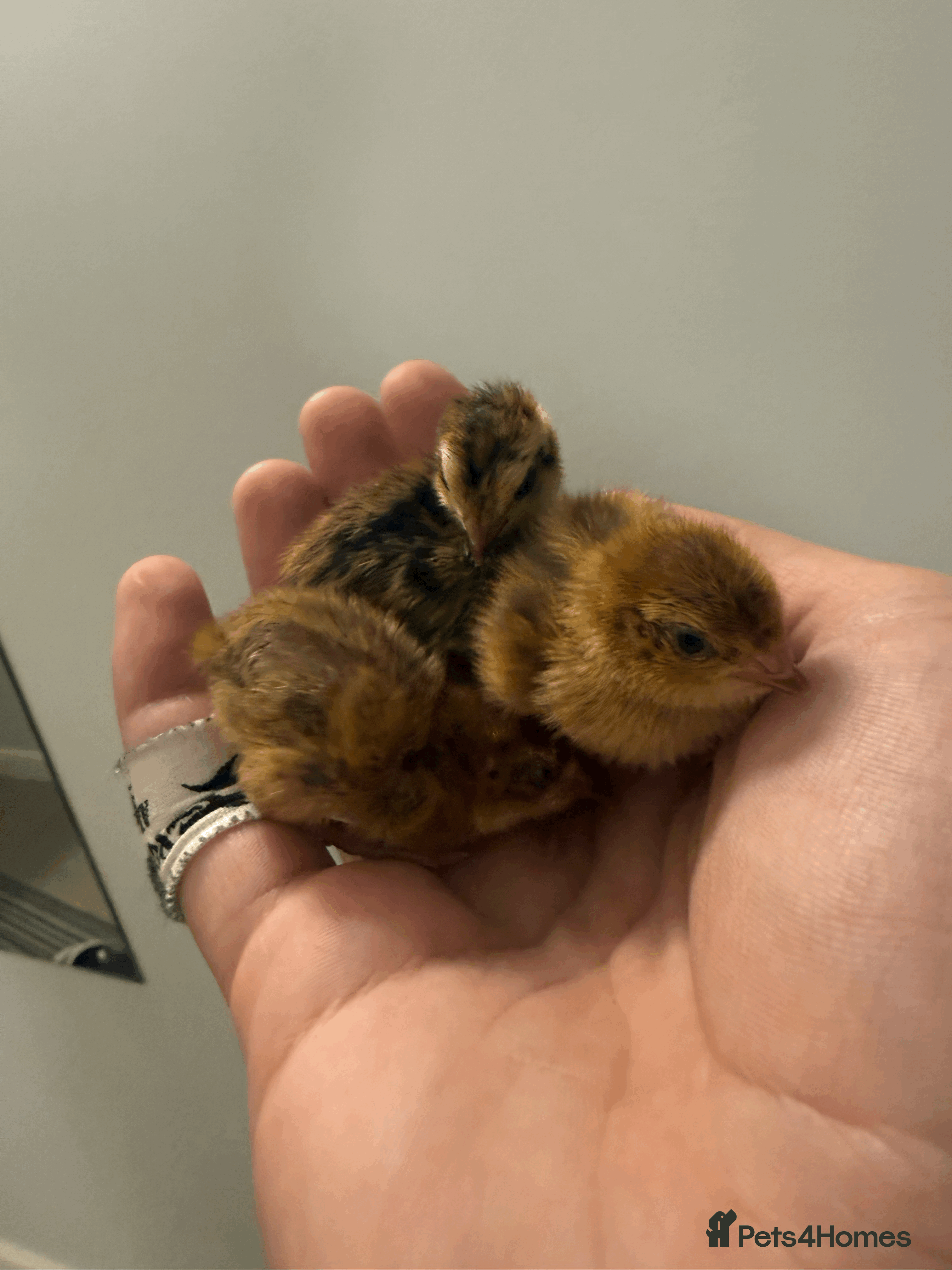 Quail poultry 4 Quail chicks available, heat plate and 2kg feed - Advert 1