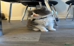 Ragdoll cats for sale: Reserved - Image 9