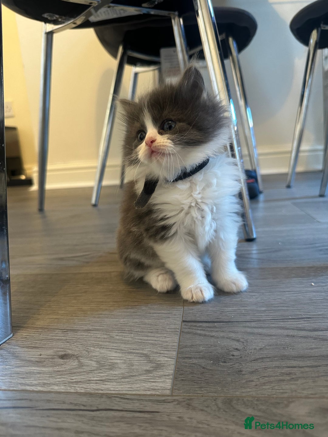 Ragdoll cats for sale: Reserved - Image 9