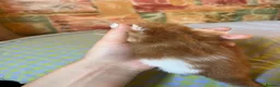 Mixed Breed cats for sale: Beautiful Kittens Looking for Forever Homes 🏡❤️ - Advert 12