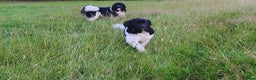Newfoundland dogs for stud: KC registered health tested Landseer Newfoundland  in Ilkeston - Advert 13