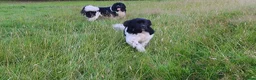 Newfoundland dogs for stud: KC registered health tested Landseer Newfoundland  in Ilkeston - Advert 13