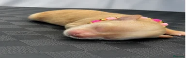 Pink Collar Girl