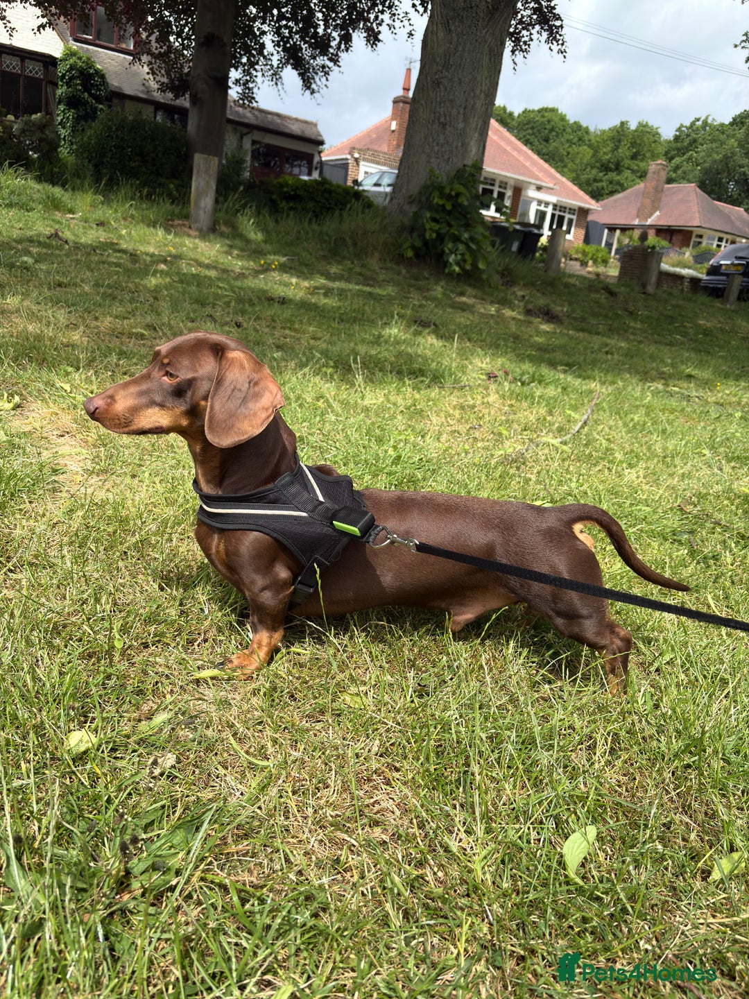 Miniature Dachshund dogs for stud: Chocolate and Tan Miniature Dachshund stud in Walsall - Image 1