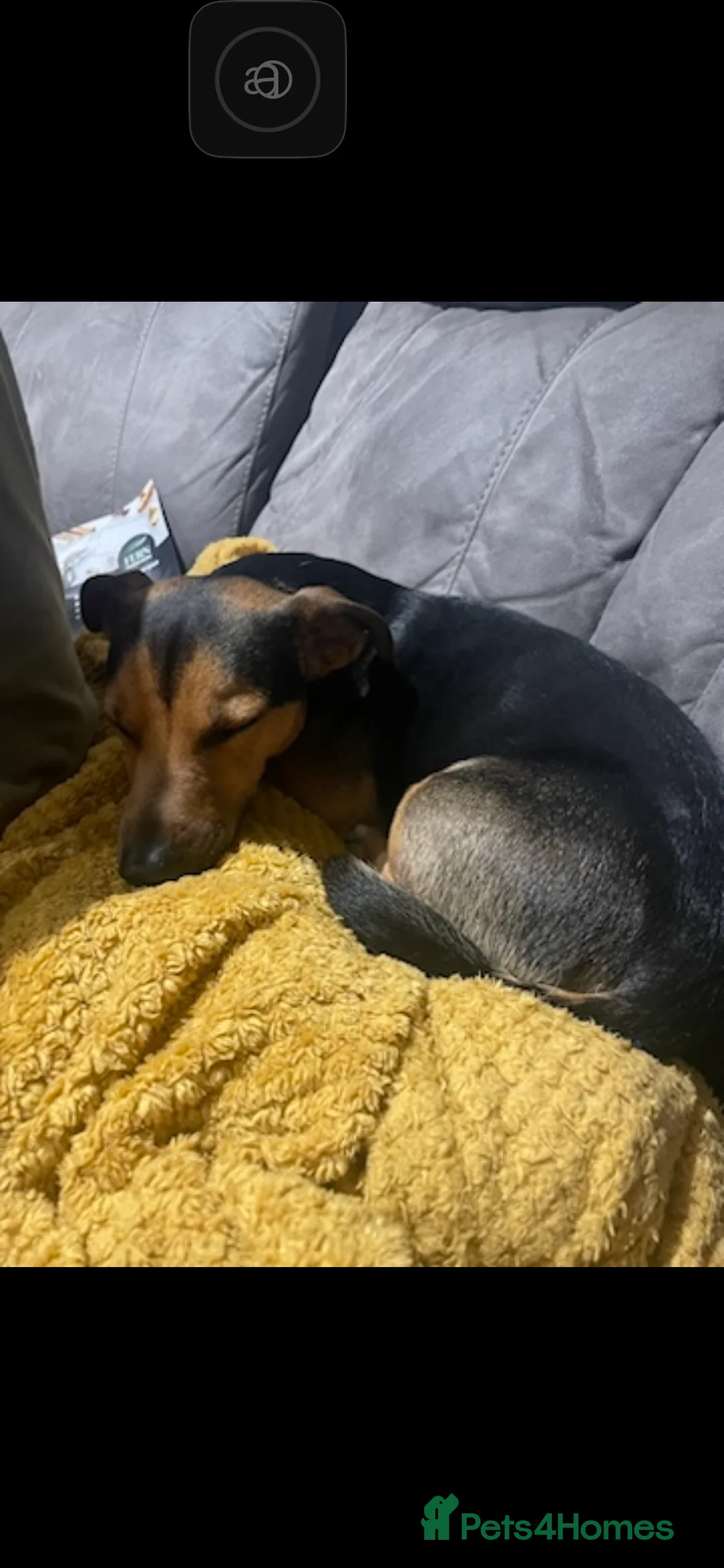 Jack Russell dogs for stud: Tank son of Louis of much wenlock  - Advert 3