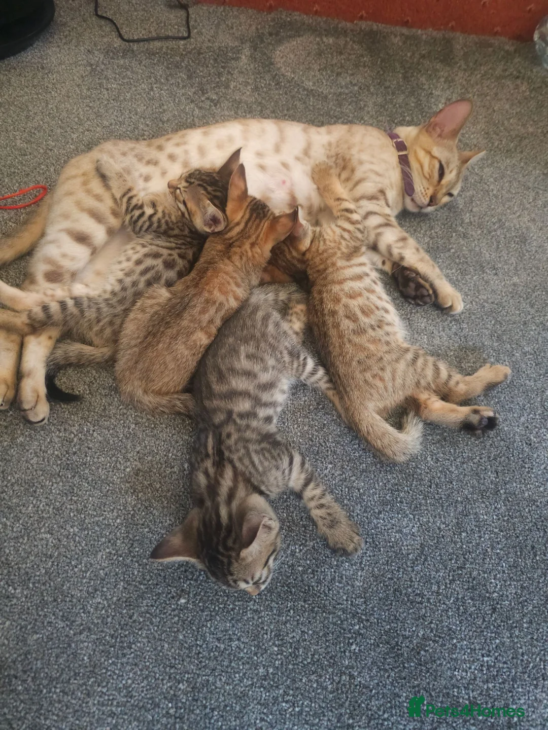 Mixed Breed cats for sale: Kitten for sale  - Advert 12