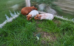 Guinea Pig rodents for sale: Guinea pigs and rabbits  - Image 3