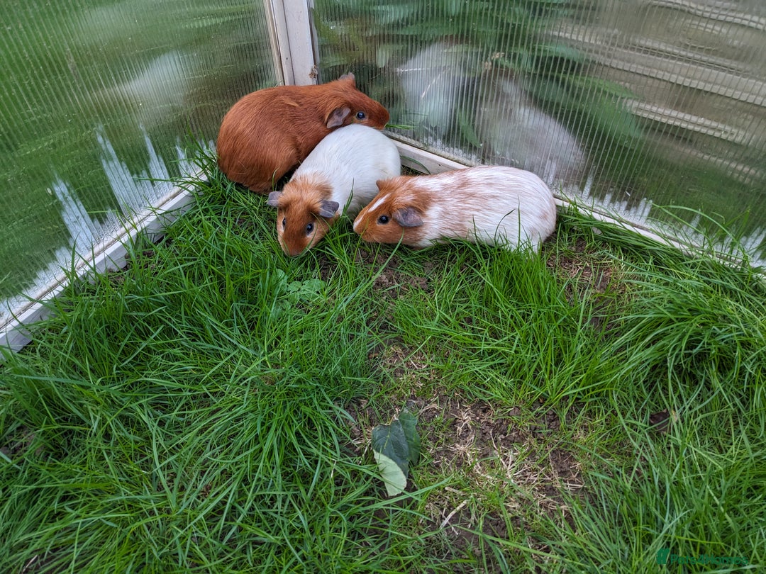 Guinea Pig rodents for sale: Guinea pigs and rabbits  - Image 3
