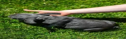 French Bulldog dogs for sale: French bulldogs - Advert 8