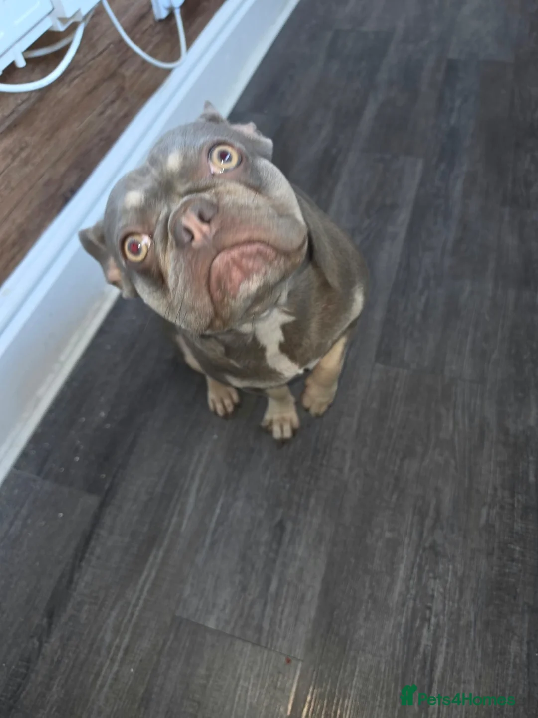 French Bulldog dogs for sale: French buldog  in Mansfield - Advert 1