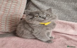 British Longhair cats for sale: ACTIVE REGISTERED BLH GIRL, GCCF, PEDIGREE - Image 6