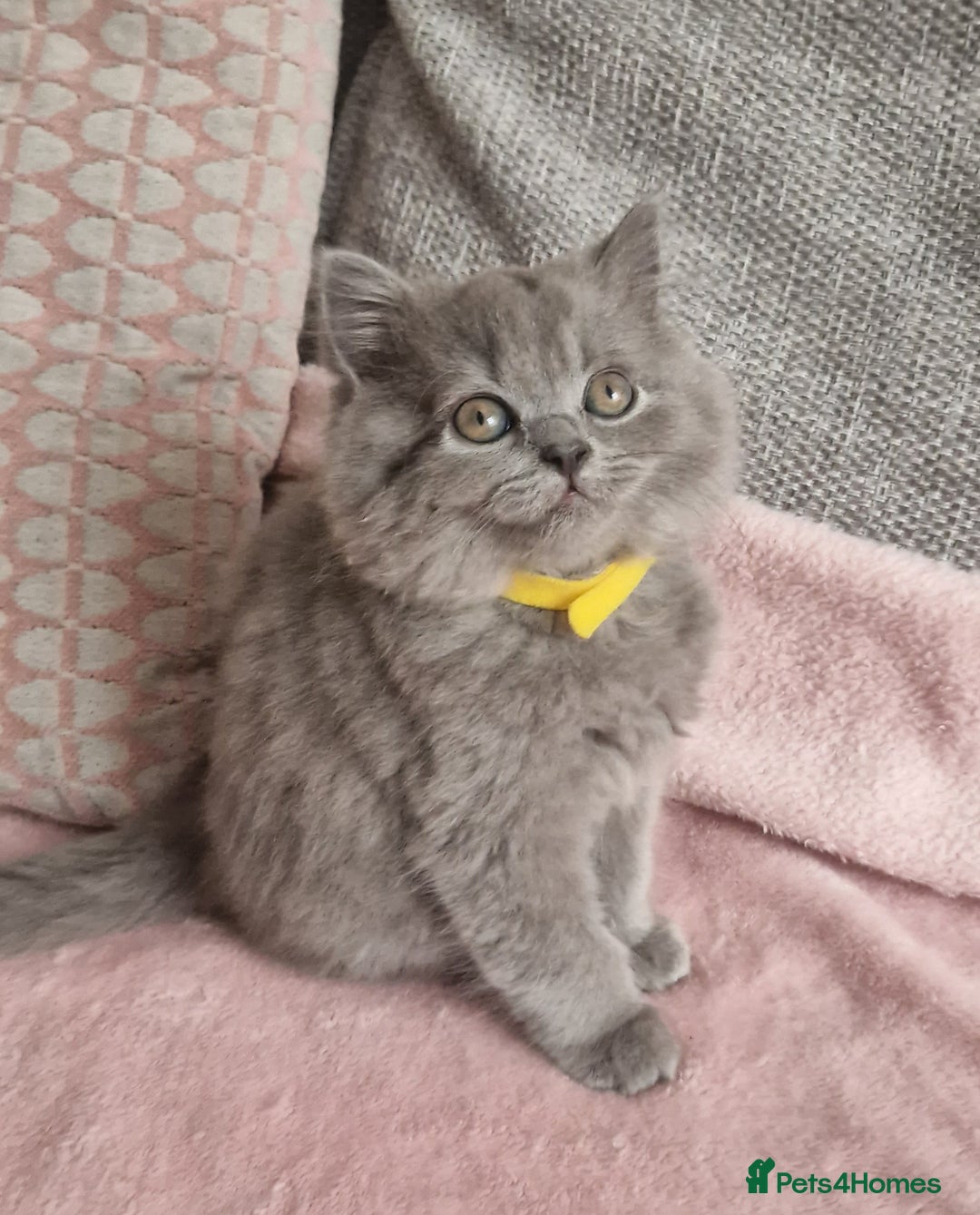 British Longhair cats for sale: ACTIVE REGISTERED BLH GIRL, GCCF, PEDIGREE - Image 6