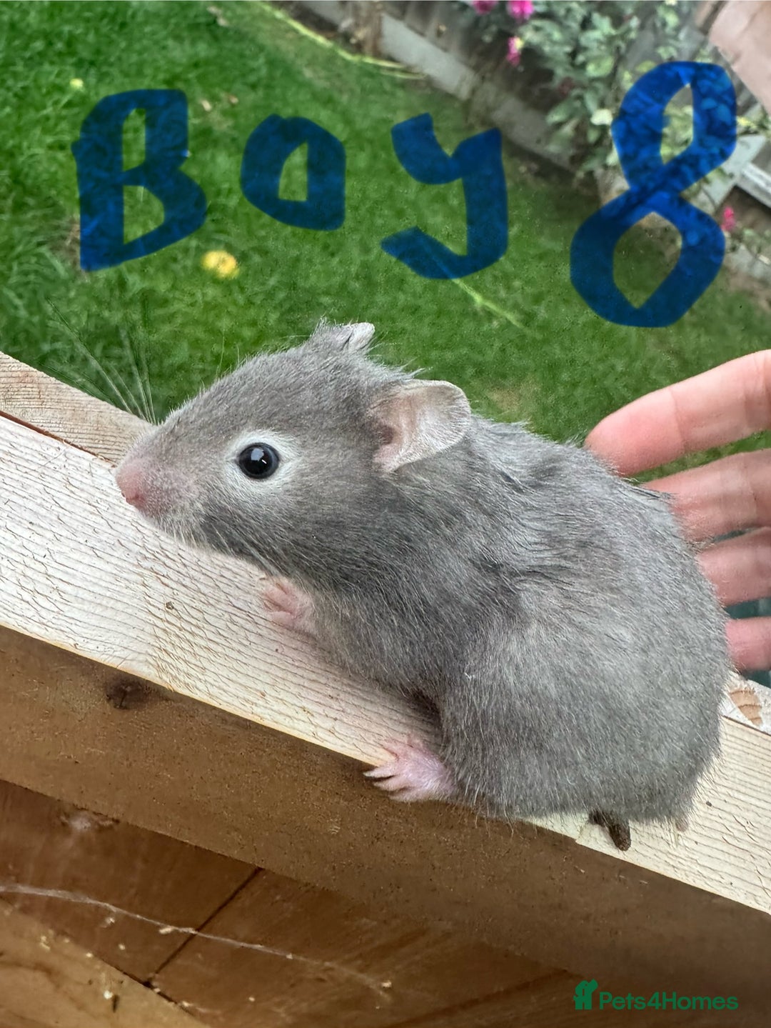 Hamster rodents for sale: Baby syrian hamsters males and females - Image 16